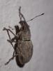 Naupactus cervinus